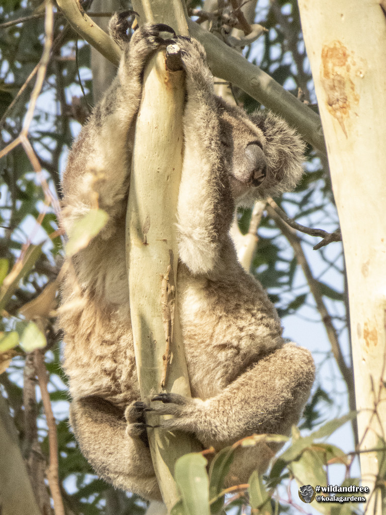 not pole dancing, sleeping by koalagardens