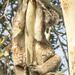 not pole dancing, sleeping by koalagardens