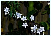 9th Jan 2020 -  White Flowers On A Fence ~