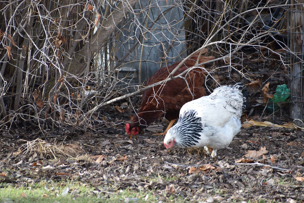 Neighbor's Chickens Come To Visit by bjywamer
