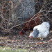 Neighbor's Chickens Come To Visit by bjywamer