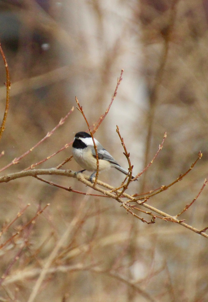Black Capped Chickadee by mzzhope
