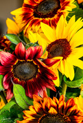 9th Jan 2020 - Sunflowers for Wildlife