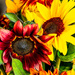 Sunflowers for Wildlife by yorkshirekiwi