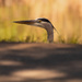 Blue Heron Peeking Over the Trail! by rickster549