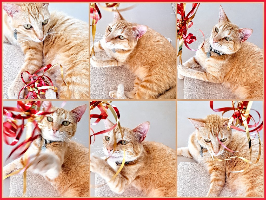 Minky loved Christmas by ludwigsdiana