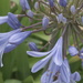 January Series - A month of Agapanthus (9) by kgolab