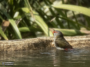 8th Jan 2020 - red browed finch on oil