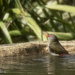 red browed finch on oil by koalagardens