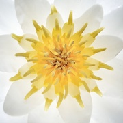9th Jan 2020 - Water lily detail