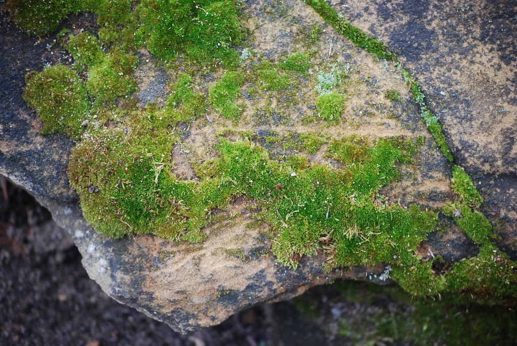 Moss on stone by stillmoments33