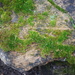 Moss on stone by stillmoments33