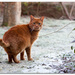 red cat by lastrami_