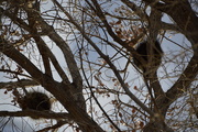 9th Jan 2020 - A Pair Of Porcupines