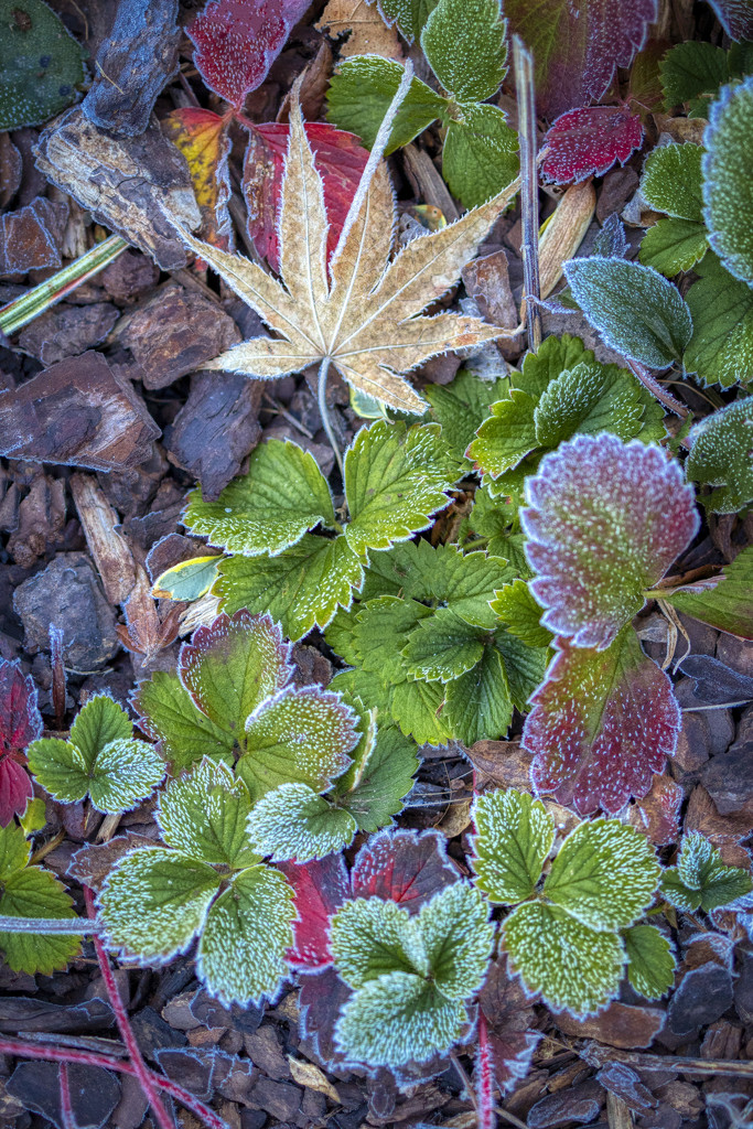 Frost on Wild Strawberry Leaves by kvphoto