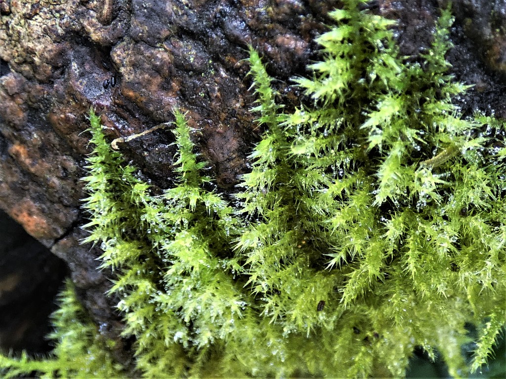 Creeping moss by julienne1