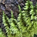 Creeping moss by julienne1