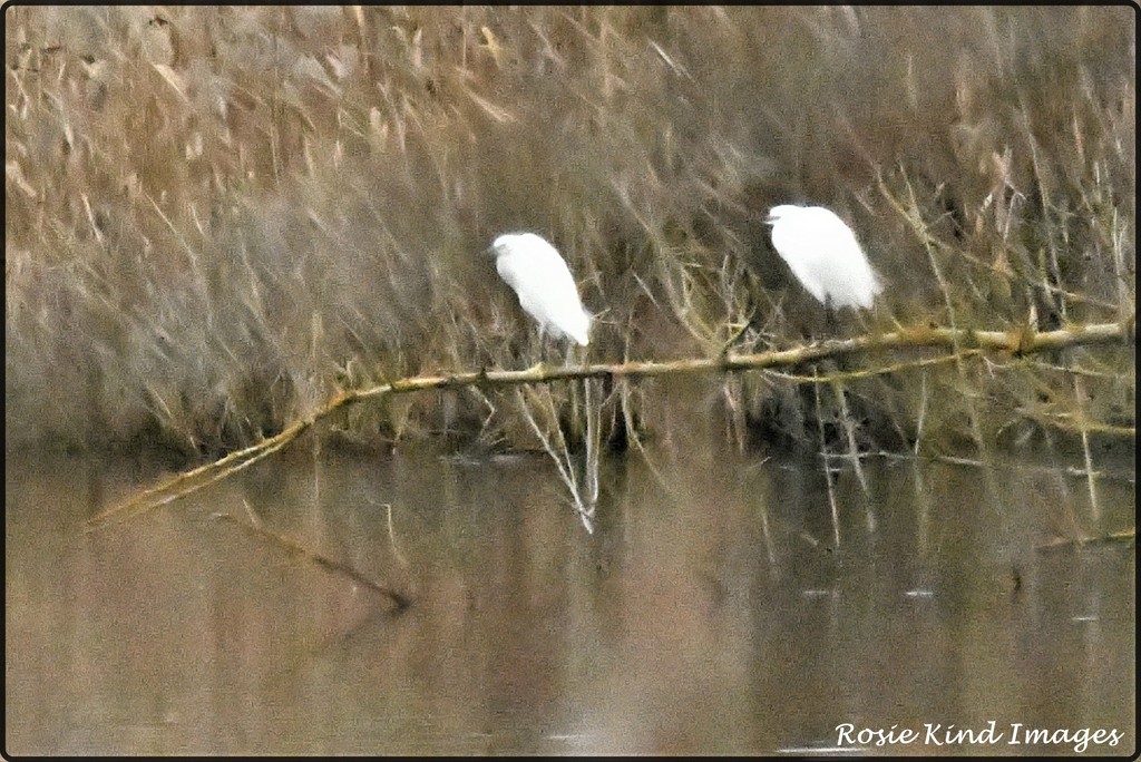Little Egrets by rosiekind