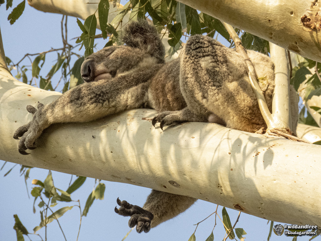 grasping at thin air  by koalagardens