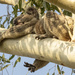 grasping at thin air  by koalagardens