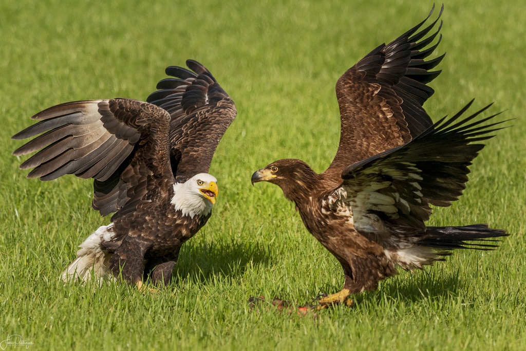 Adult and Juvenile Bald Eagles by jgpittenger