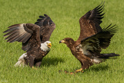 9th Jan 2020 - Adult and Juvenile Bald Eagles