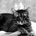 His Majesty King Toulouse the First by parisouailleurs