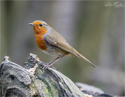 9th Jan 2020 - 1st Robin of the Year