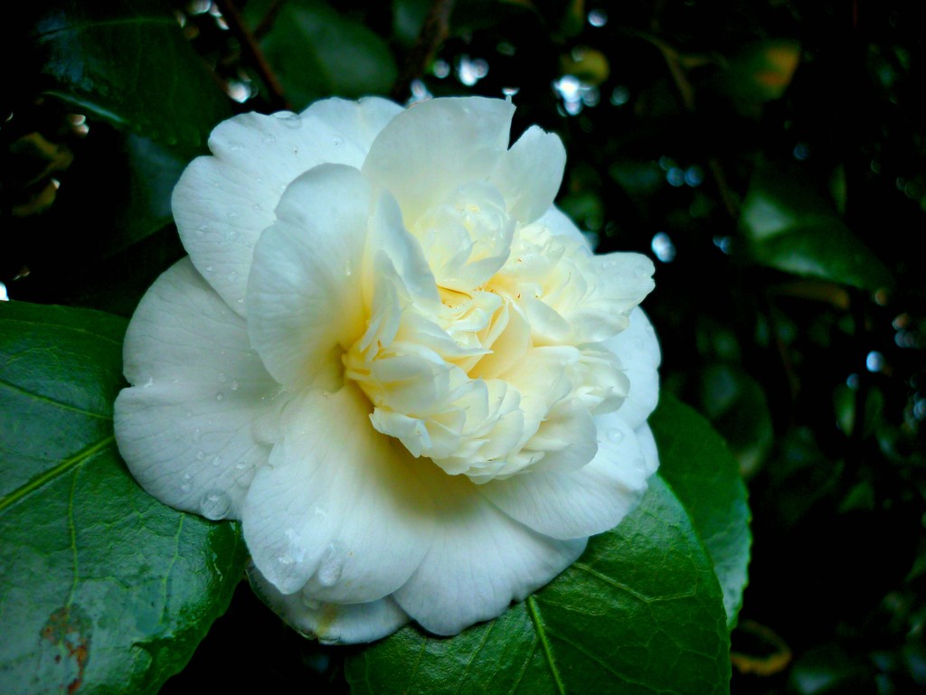 Camellia  by countrylassie
