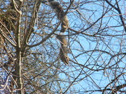 9th Jan 2020 - Two Squirrels Chasing Each Other