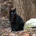 The black cat by novab