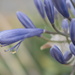 January Series - A month of Agapanthus (10) by kgolab