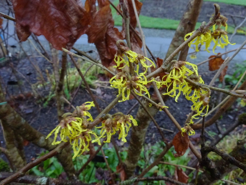 the witch hazel is out by anniesue