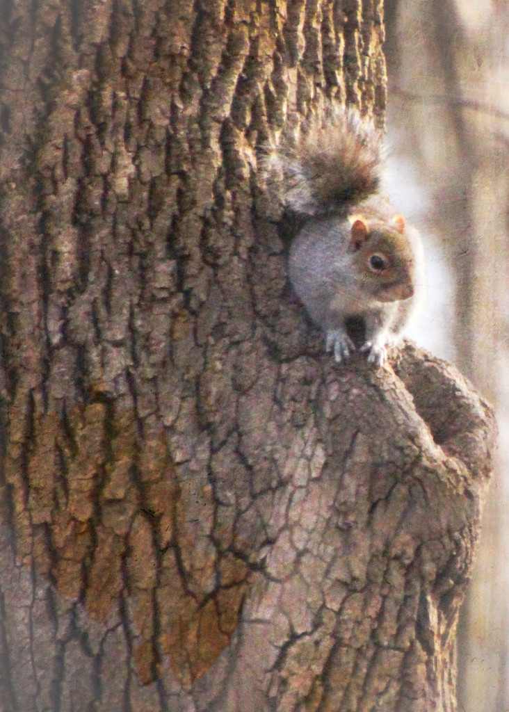 Grey Squirrel  by mzzhope