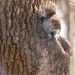 Grey Squirrel  by mzzhope