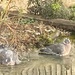 Two fat pigeons bathing in my pond