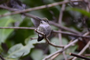 7th Jan 2020 - Anna's Hummingbird