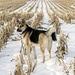 Corn Field at Rest by farmreporter