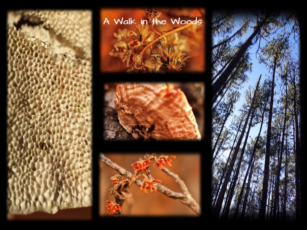 A Walk in the Woods by milaniet