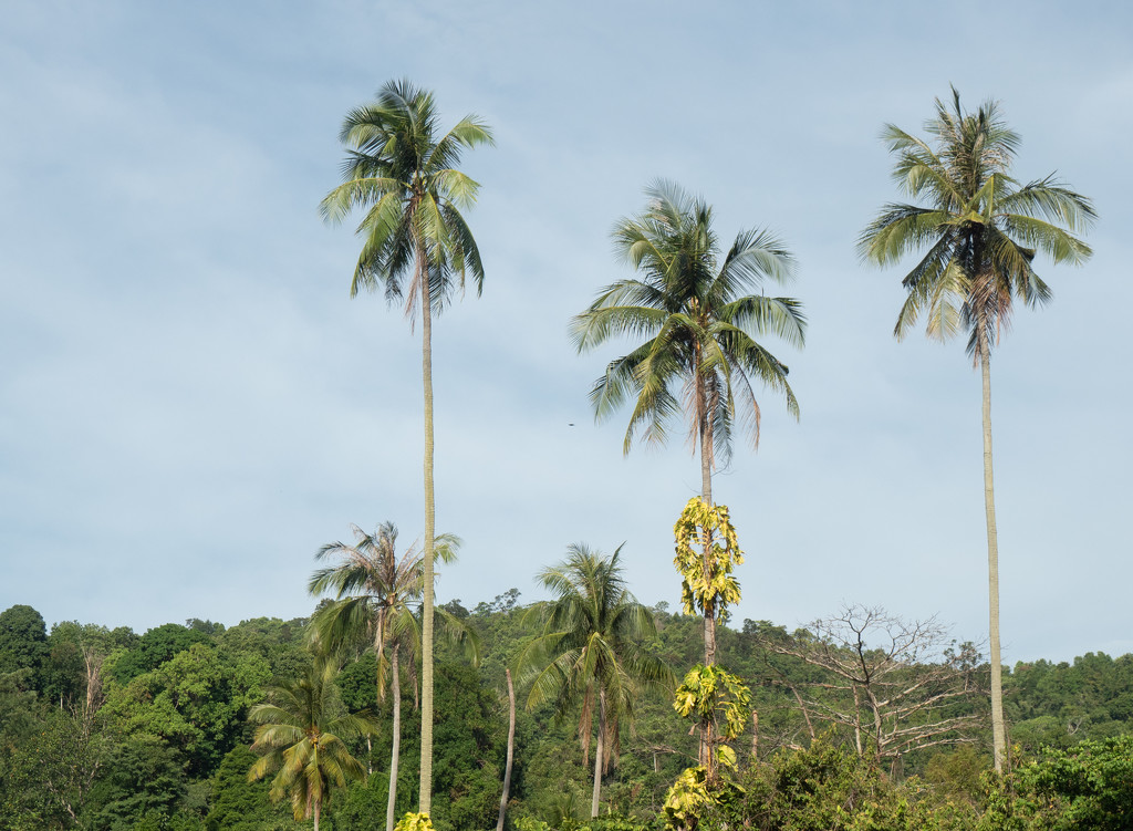 3-coconut-palms by ianjb21