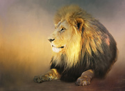10th Jan 2020 - Lion 