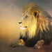 Lion  by ludwigsdiana