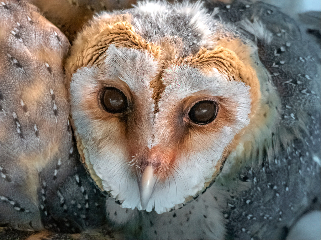 Southern Barn Owl baby by ludwigsdiana