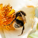 Bees Bum by yorkshirekiwi
