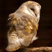 barn owl by shepherdmanswife
