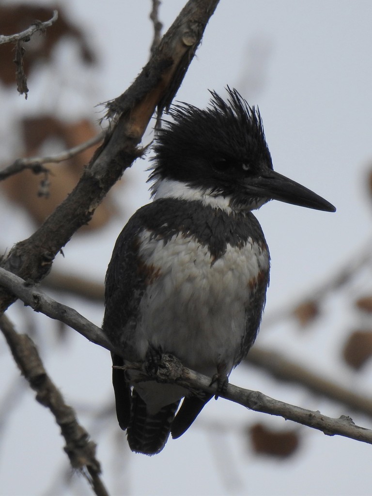 Belted Kingfisher by janeandcharlie