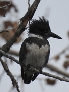 10th Jan 2020 - Belted Kingfisher