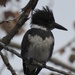 Belted Kingfisher by janeandcharlie