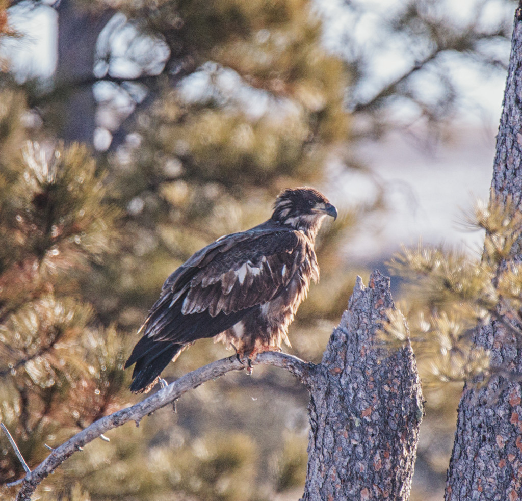 juvenile bald eagle by aecasey
