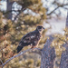 juvenile bald eagle by aecasey